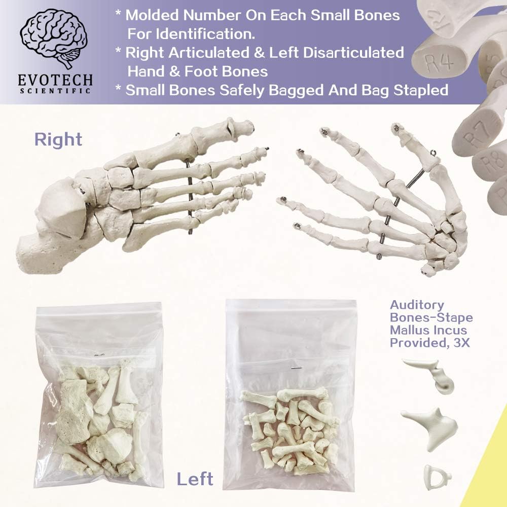 EVOTECH SCIENTIFIC Pełnowymiarowy ludzki szkielet o wysokości 67 cali do anatomii, w tym czaszki, kręgosłupa, kości, stawów dłoni i stóp