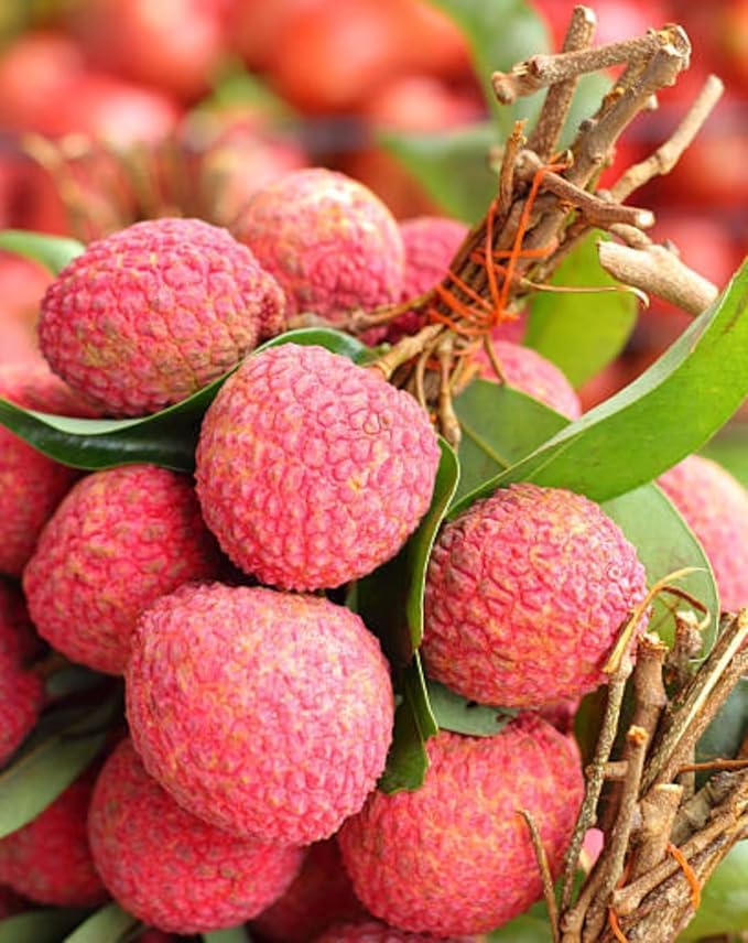 Image of G- All-Time 12 Months Hybrid (GRAFTED) Live Fruit Plant Original & Authentic Organic Tree for Outdoor Fast-Growing Fruit Plant Home Gardens Sweet Healthy Plant Pack Of-1 (Litchi Fruit Plant, Medium)