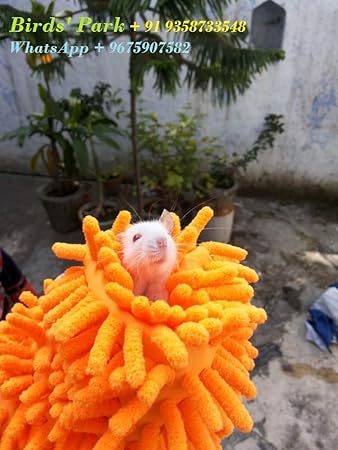 Albino Rat catching Gloves Imported - 2 pcs Set - Good for catching Albino Rat & mice for researches