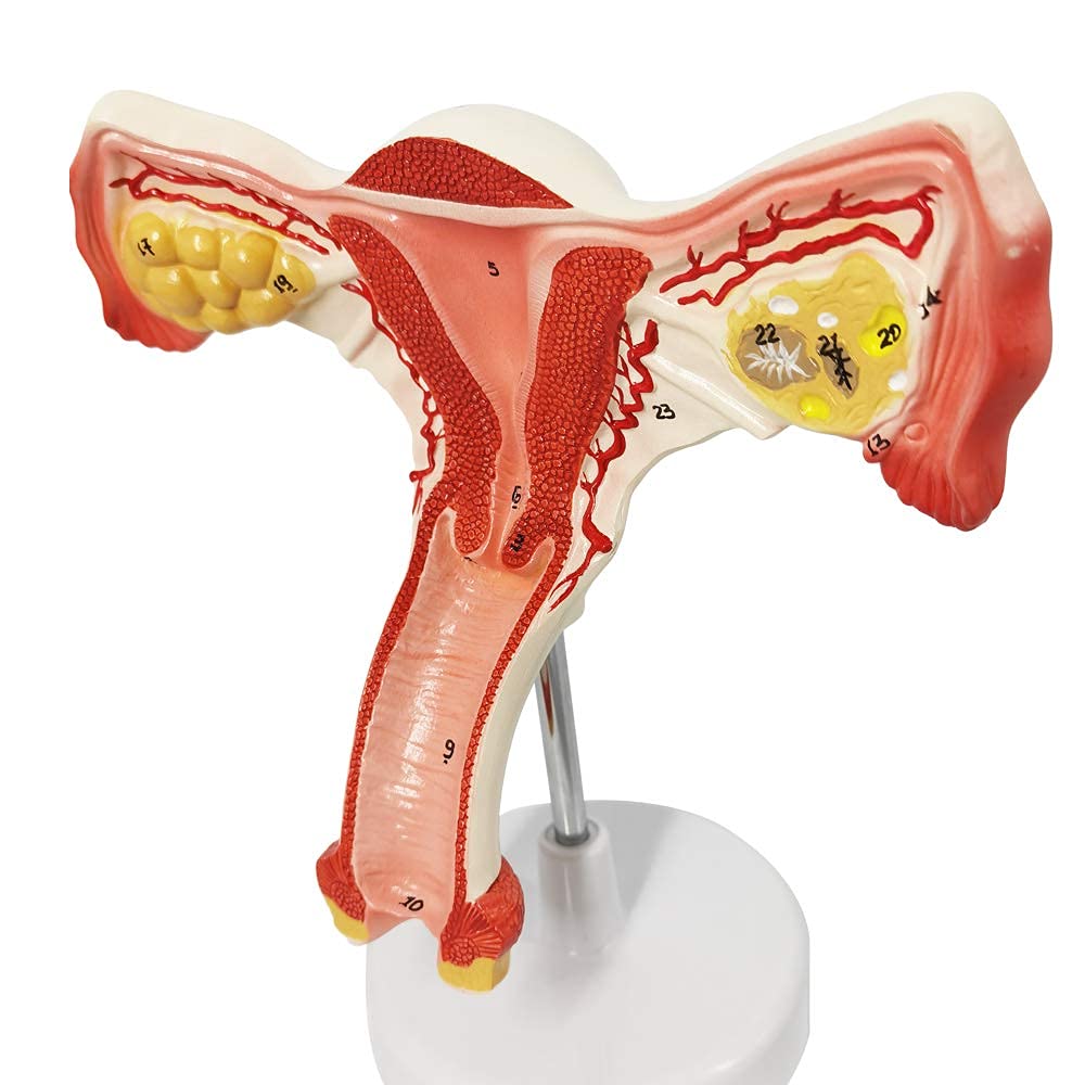 Amazon.co.jp: EVOTECH SCIENTIFIC 子宮卵巣モデル 受精から出生
