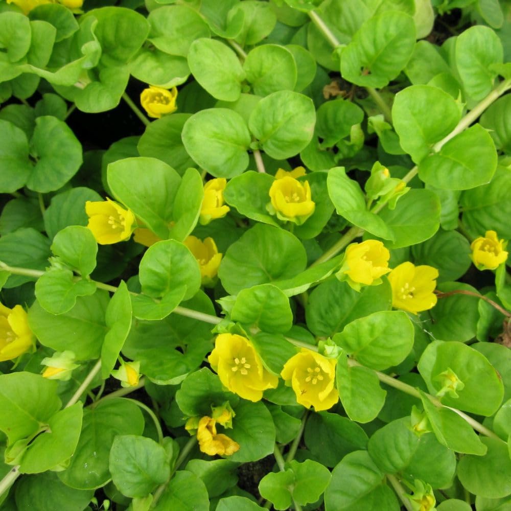 Lysimachia nummularia – Creeping Jenny Ground Cover Plant | Hardy Native Perennial for Pond Margins, Damp Borders | Golden Yellow Flowers | Low Maintenance 9cm Pot x3 By Thompson & Morgan