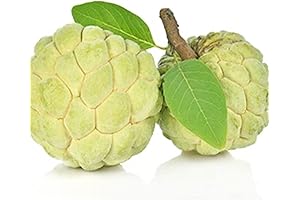 QAUZUY GARDEN 20 Custard Apple Tree Seeds