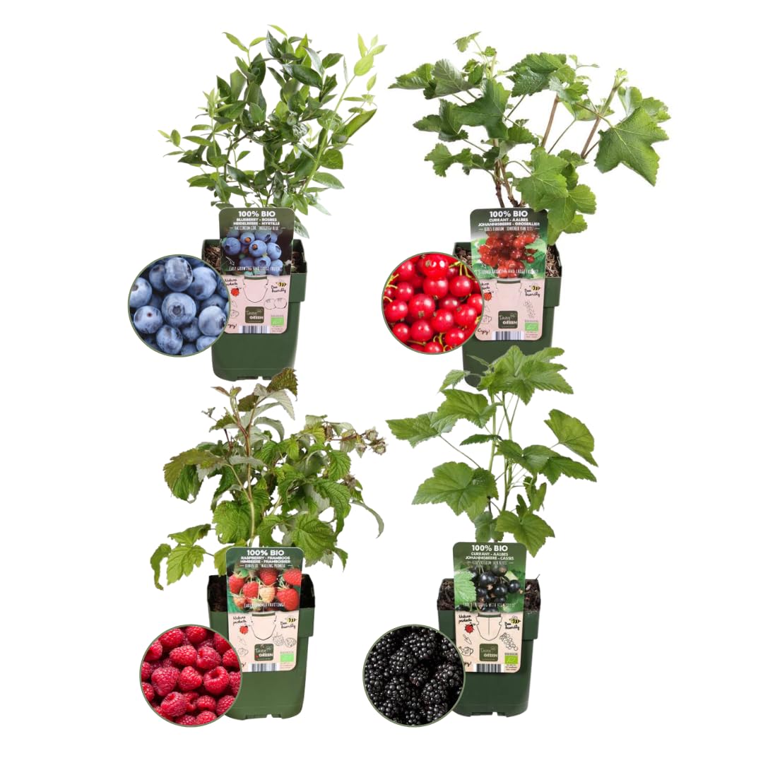 Plants by Frank | "Raj owocowy" ekologiczny zestaw roślin owocowych, 4 różne odmiany, w 100% ekologicznie uprawiane, ogród owocowy, rośliny ogrodowe