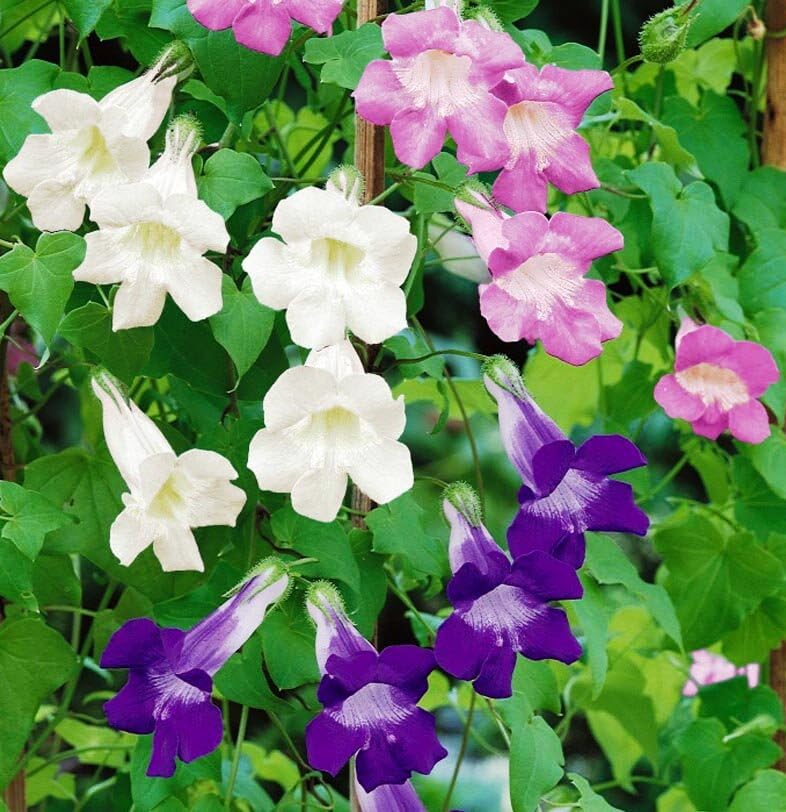 FUN AND GROW SEEDS: Seeds Trailing Snapdragon Asarina Perennial Flowers