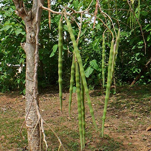 Arlo F1 Hybrid Vegetable Seeds - Moringa Seeds Drumstick - 10 Seeds (B07FZ4Q98H) Amazon Price History, Amazon Price Tracker