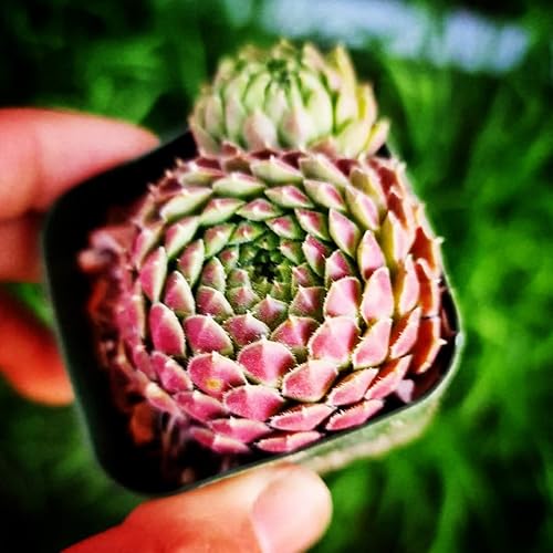 Plantas vivas Sempervivum (2" Pot Spring Beauty)