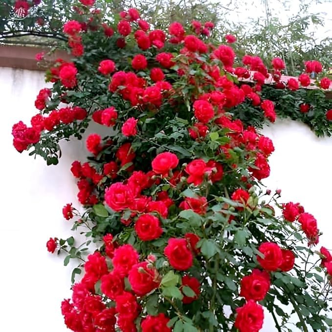 BUBLIX Climbing Red Rose Live Plant (Without Pot) | Organic Flowering Rose Vine for Garden Fencing, Trellis, Balcony Railings & Vertical Green Walls | Healthy Live Plant with Beautiful Red Blooms