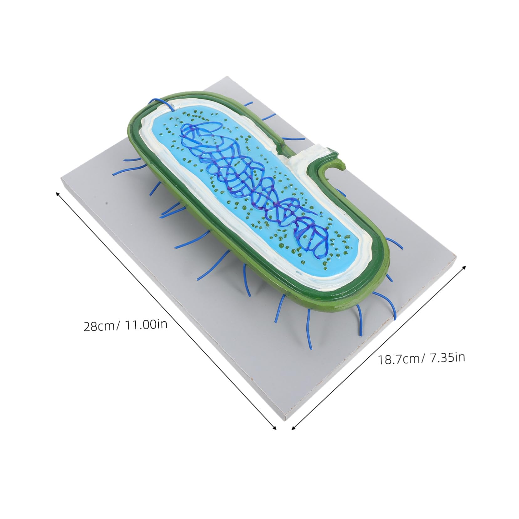 Zellkernmodell für Schüler im Unterricht, Kunststoff, 3D-Modell | Vergrößerte Darstellung, Interaktive Lehre, Präzise Organellen, Geeignet für Klassenzimmer und Demonstrationen