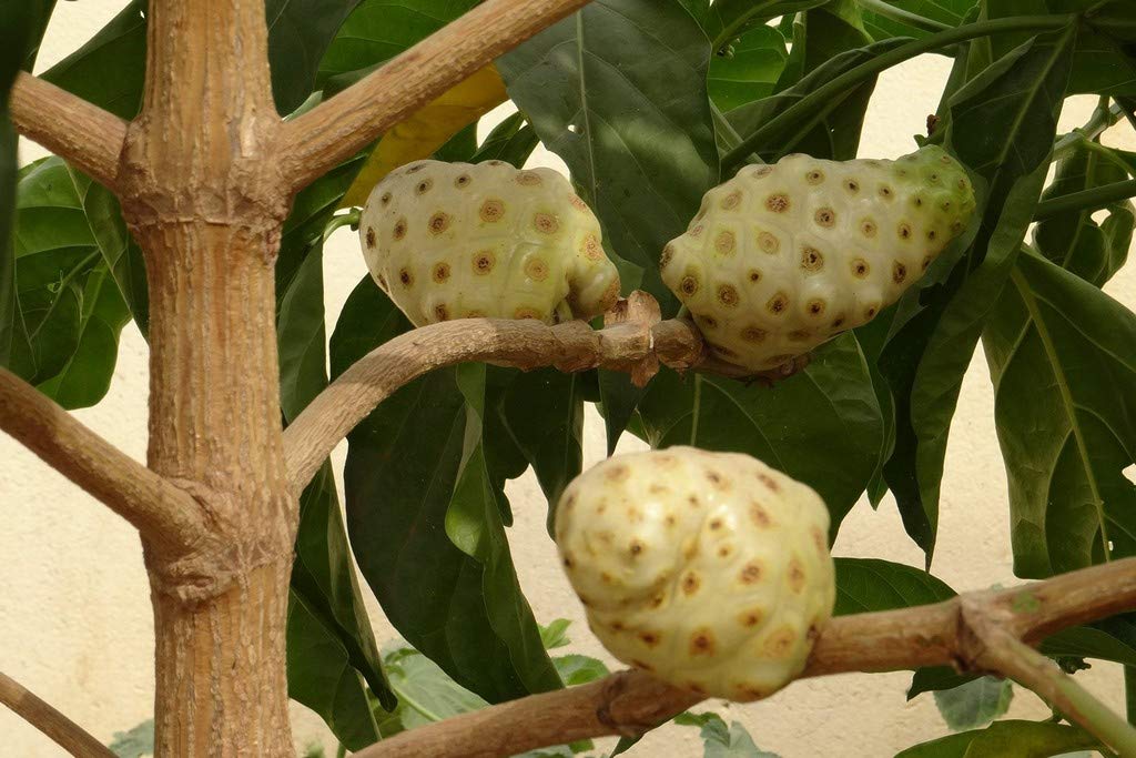 Creative Farmer Live Plant Morinda Citrifolia (Noni/Indian Mulberry/Cheese Fruit/Great Morinda) (Morinda Citrifolia) Ornamental/Edible (1 Live …Fruit Herb/Medicinal Plant) (B08P5TP8NP) Amazon Price History, Amazon Price Tracker
