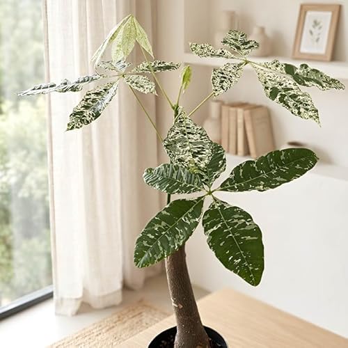 観葉植物 パキラ 斑入り」の人気商品一覧 | 安い商品を通販サイトから