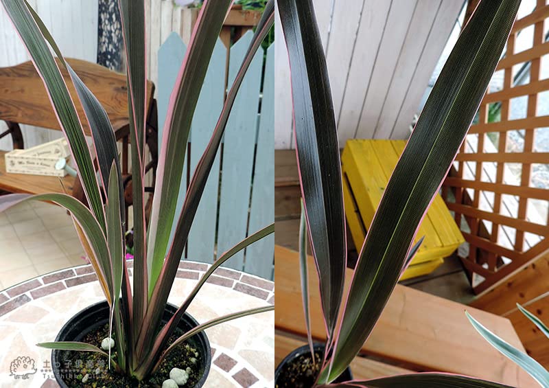 ニューサイラン1.1m大株 楽天市場】ニューサイラン【大株