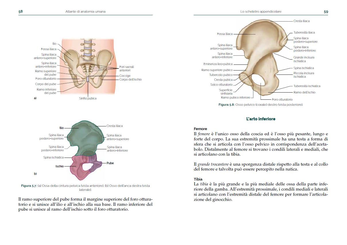Atlante di anatomia umana. Guida pratica illustrata. Ediz. a colori