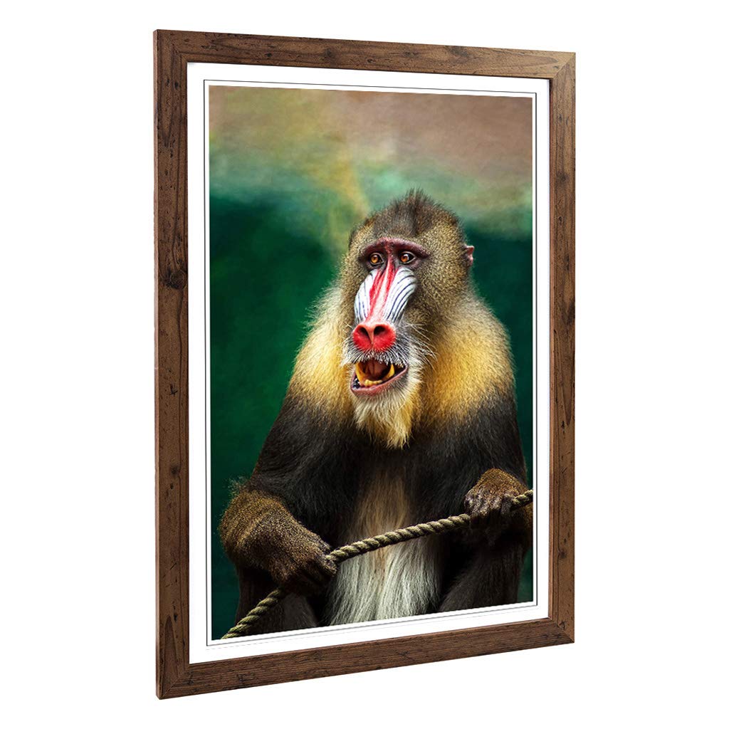 Big Box Art Framed Print of Mandrill Baboon Monkey Design | Wall Art Picture | Home Decor for Kitchen, Living, Dining Room, Bedroom, Hallway, Office, Walnut, A2 / 24.5x18 Inch / 62x45cm