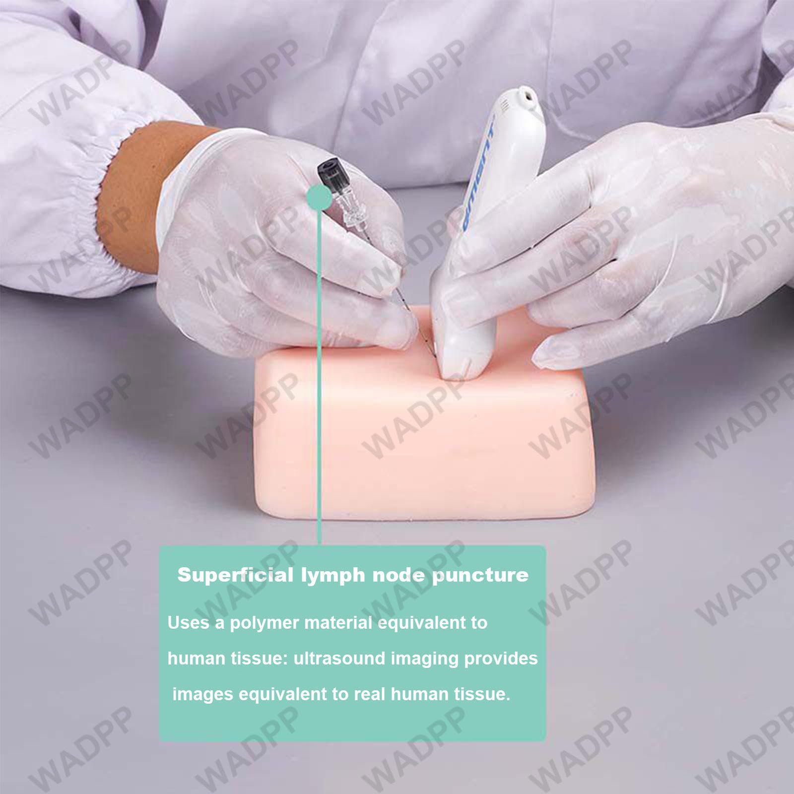 WADPP Medyczny Model Tarczycy do Nauki Biopsji pod Kontrolą USG, Symulator Nakłucia Cienkoigłowego (FNA) Guzków i Węzłów Chłonnych, Trenażer do Ablacji i Diagnostyki Powierzchownej