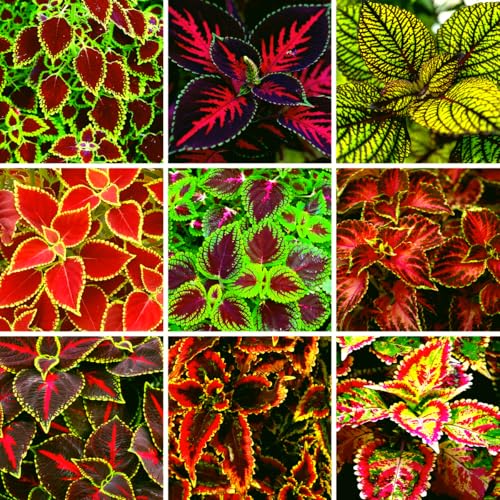 CarpetC 100+ Coleus Rainbow Seeds for Planting Perennial Colorful Foliage Shade Plant Plectranthus scutellarioides for Home Containers and Garden Borders