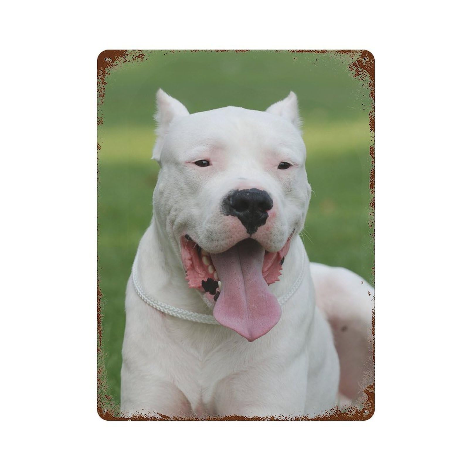 Dogo Argentino Decorative Tin Sign 15.7"x11.8", for Bistro, Counter And Cafe Decor, Retro Wall Decor