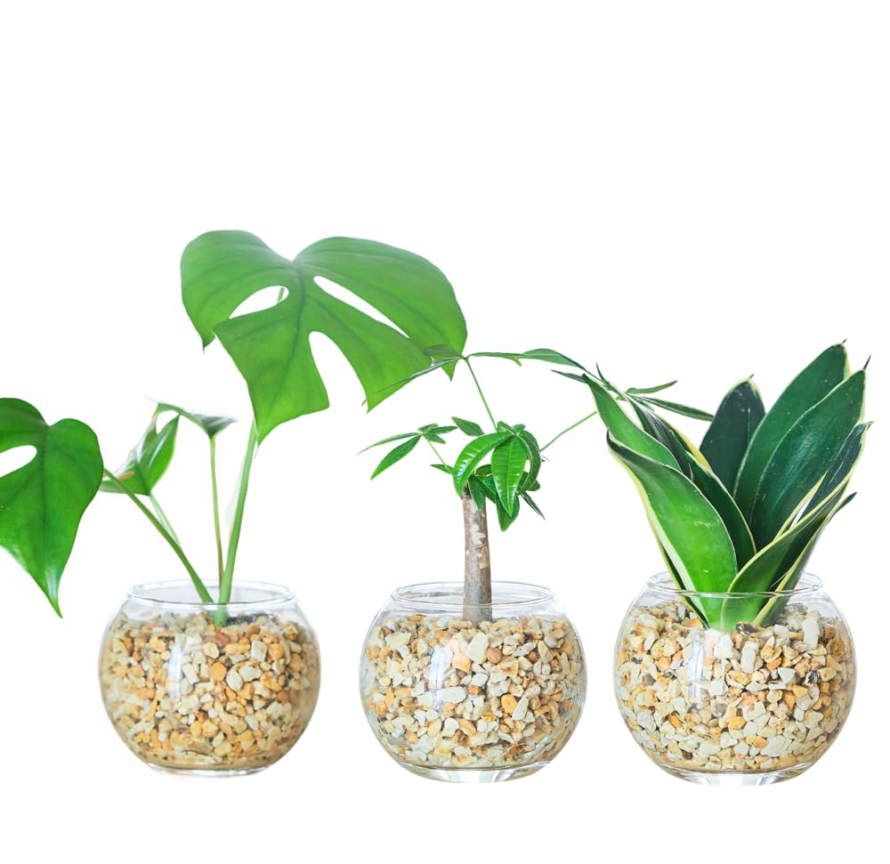 Amazon｜東京寿園 観葉植物 3点セット ハイドロカルチャー 本物 ミニ