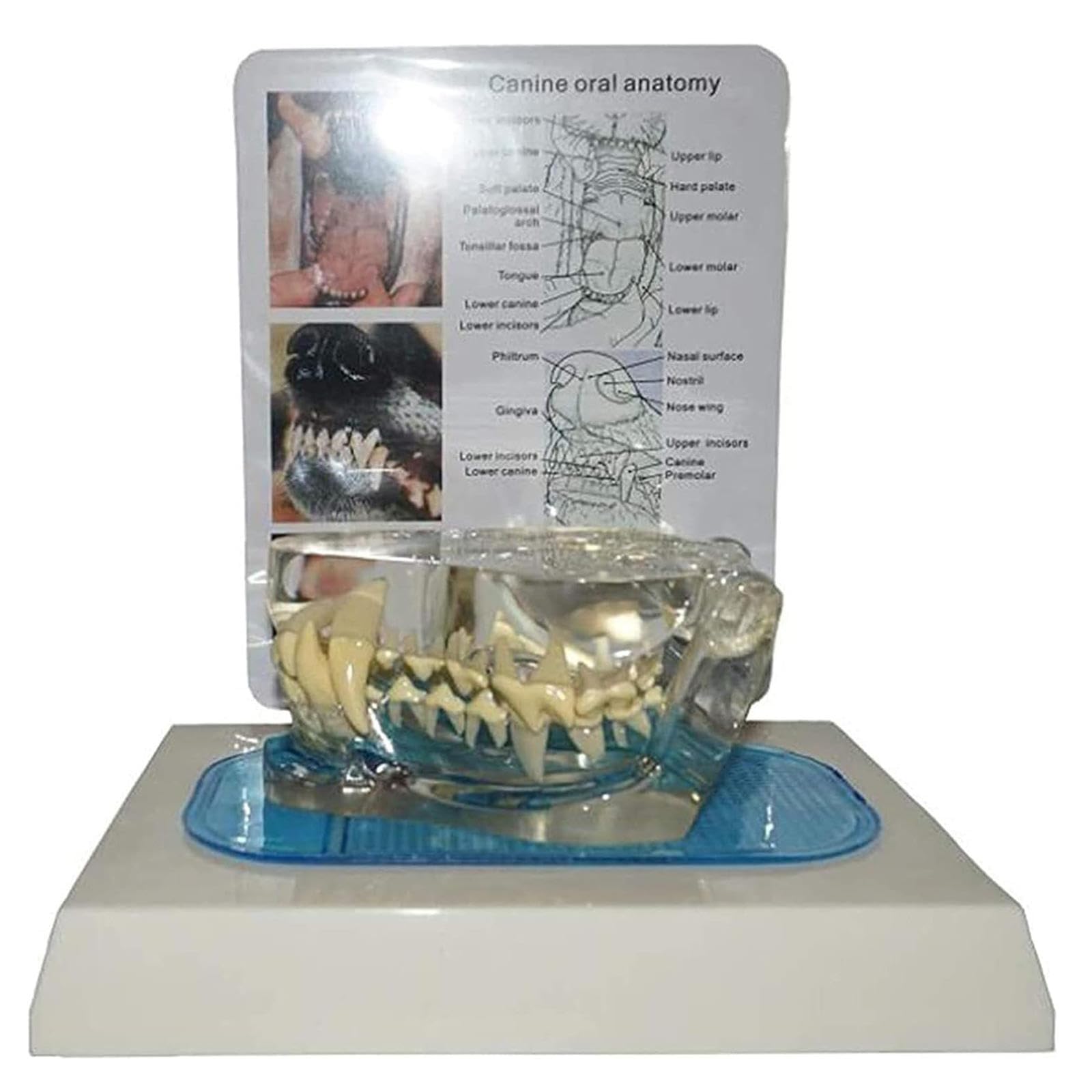 Modelo de Dientes de Perro, Mandíbula Canina Dental Transparente Perro Oral Dientes Claros Modelo Clínica de Mascotas Mandíbula Anatómica para Oficina Veterinaria Educación Decoración Demostrar