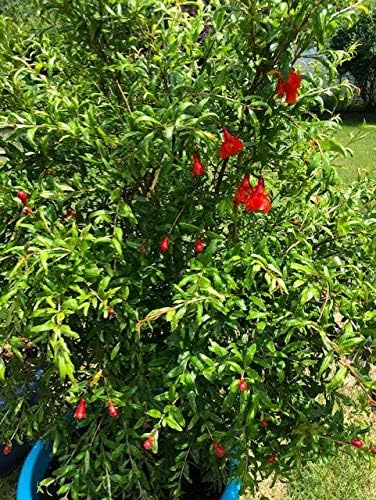 Miniatura 7 de 40 semillas de granada para plantar semillas maravillosas 'Big Red' (Punica Granatum)