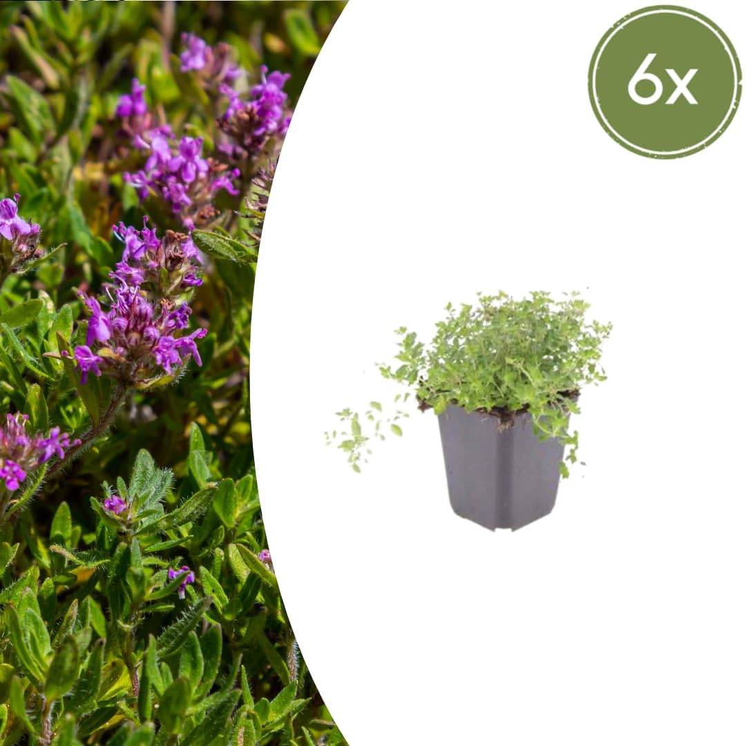 Thymus serpyllum Pflanzenset – 6 kräftige Sand-Thymian Pflanzen Ø9cm – Duftender Bodendecker für sonnige Standorte – Winterharte Kriechpflanze