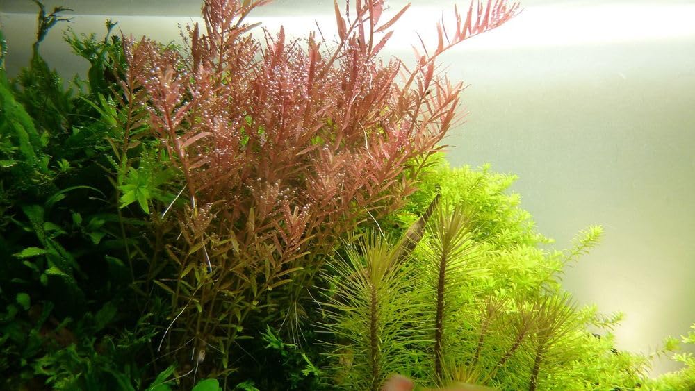 AquaOne Plante d'aquarium Rotala rotundifolia I Plante aquatique médium Plante d'aquarium Plante tige entièrement enracinée Décoration d'aquarium