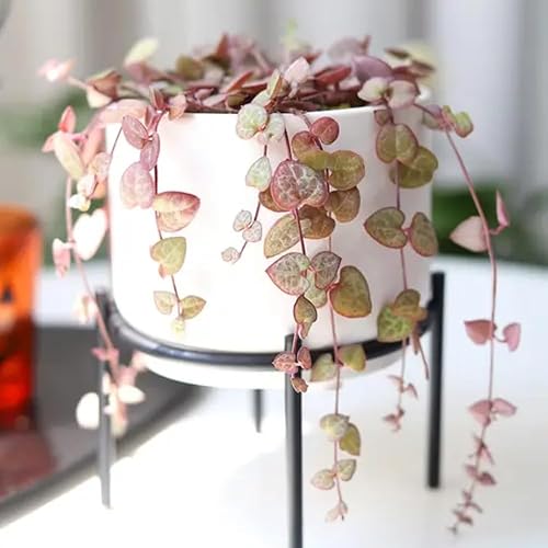 Miniatura 6 de Cadena de corazones abigarrados Plant Live, Ceropegia Woodii Variegata, en maceta de 2.5 pulgadas, vid suculenta rara para macetas colgantes de