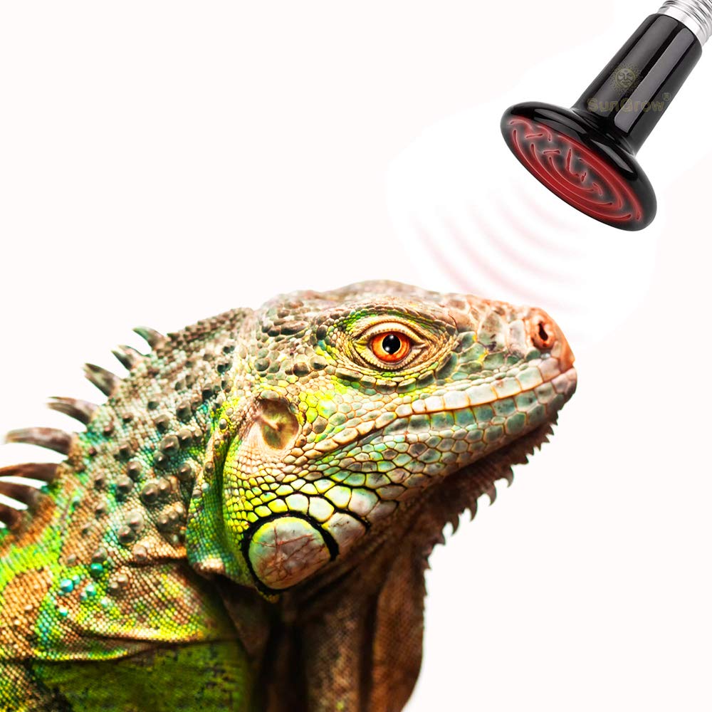 iguana lamp