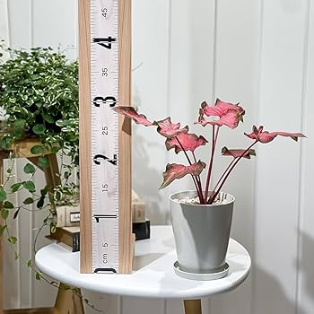 ゆみ　新品　フラミンゴピンク　ガードル1枚 ゆみ 新品 フラミンゴピンク ガードル1枚 数量限定/まとめ買い