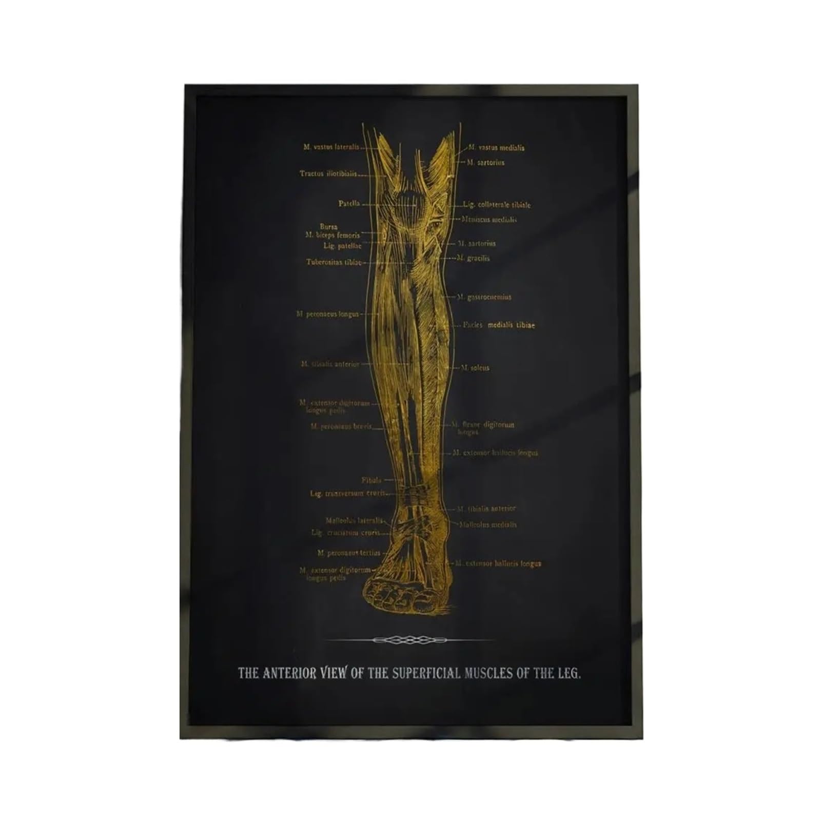 1 Szt. Wykres Anatomii Ludzkiego Ciała Plakat Wodoodporna Dekoracja Ścienna Samoprzylepna Do Każdej Przestrzeni Idealny Prezent