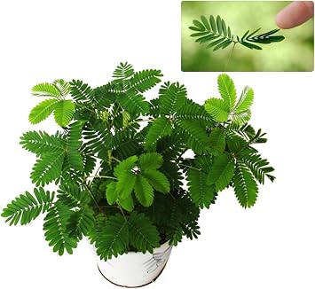 200 Sensitive Plant SeedsMimosa Pudica for Indoor/Balcony Planting, Non-GMO Perennial Potted Flower Seeds