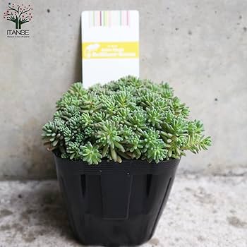 希少!多肉植物 ルベンスリザード③ 抜き苗 ポットにいっぱい セダム Amazon.co.jp: セダム・ルベンス リザード 3号ポット 2個セット