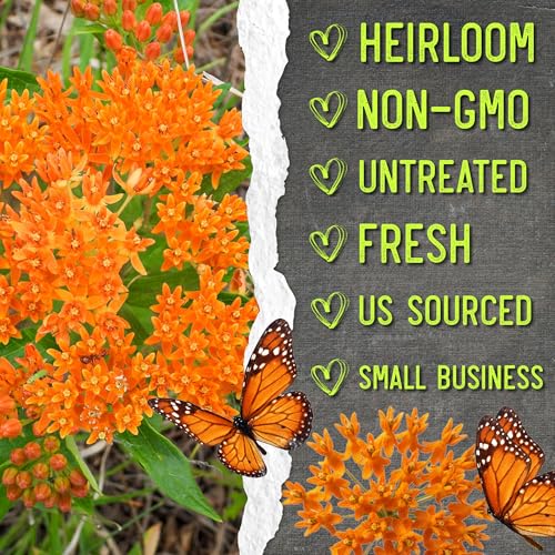 Image of Seed Needs Orange Butterfly Milkweed Seeds for Monarch Butterflies 10 Pack