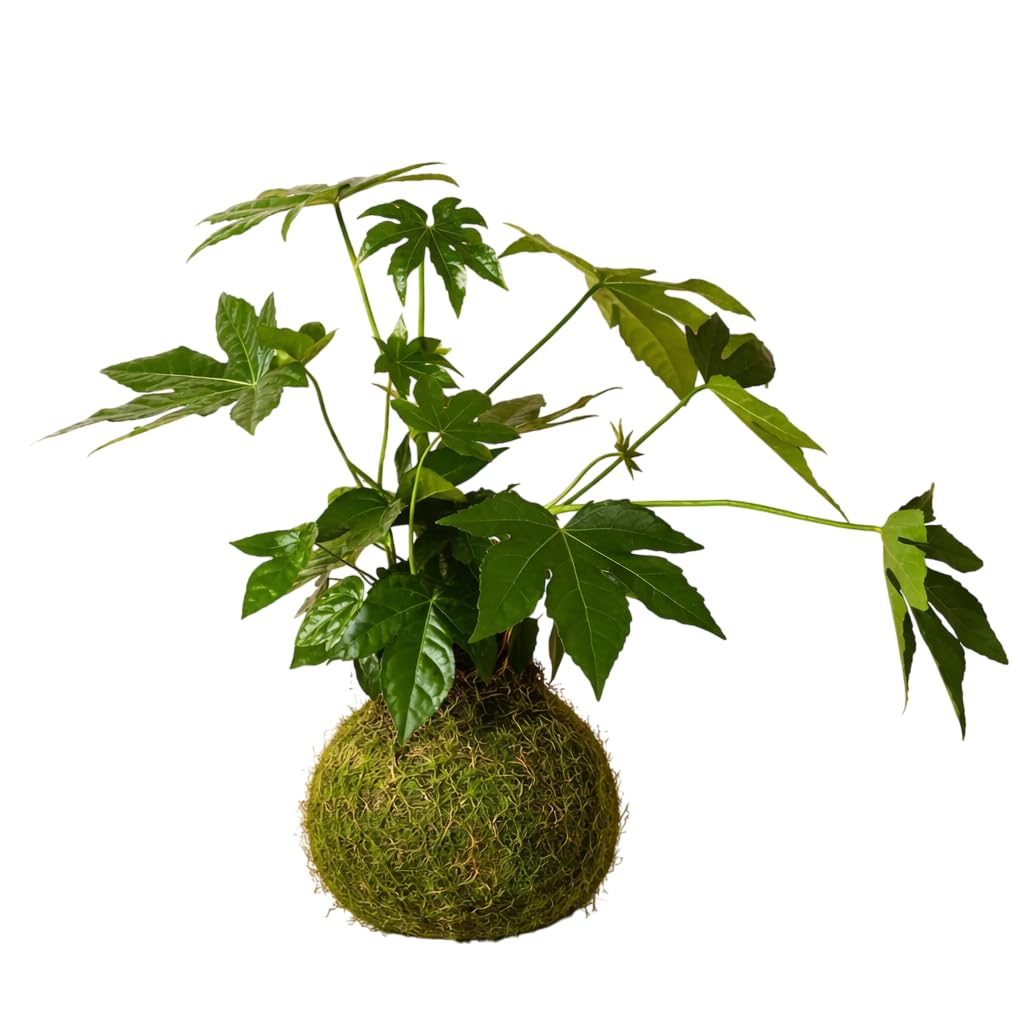 Kokedama natural para principiantes: Aralia/Fatsia Japonica planta viva interior en musgo natural | DECOALIVE | kokedama artesanal sin maceta, riego sencillo, decoración en casa
