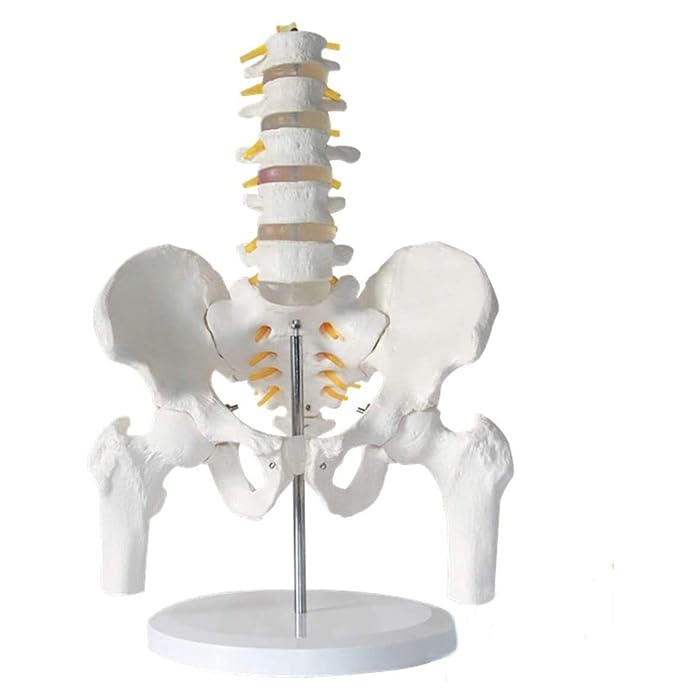Five Section Lumbar Spine Model Human Skeleton Model With Pelvis Spine Lumbar Disc Disease Model