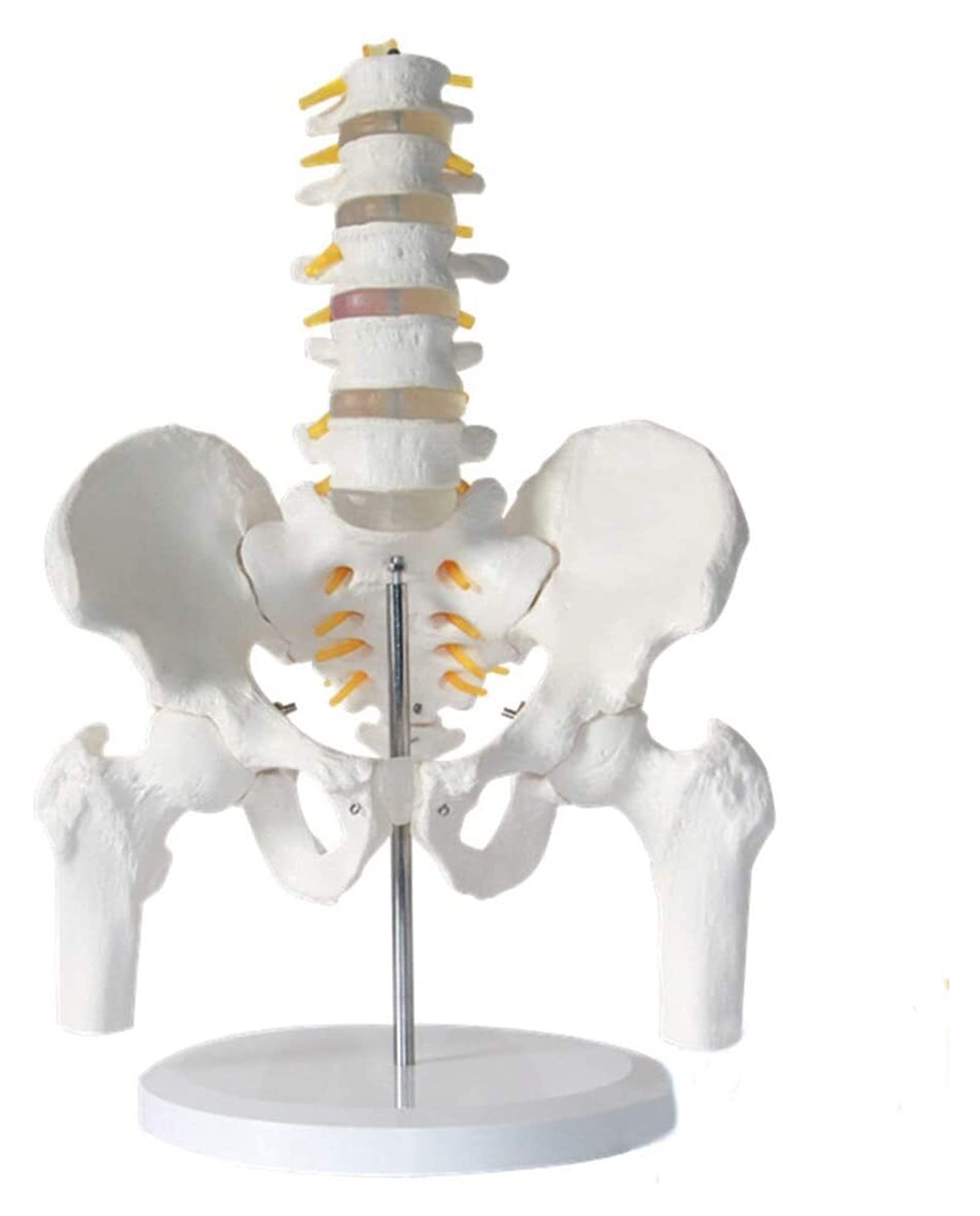Buy Body Model Human Pelvis Anatomy Model Lumbar Vertebrae Pelvic With ...