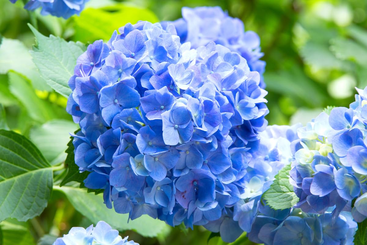 Amazon.com: 藍色繡球花活植物,大花花園灌木,高6-12 英吋(約10.6 - 12