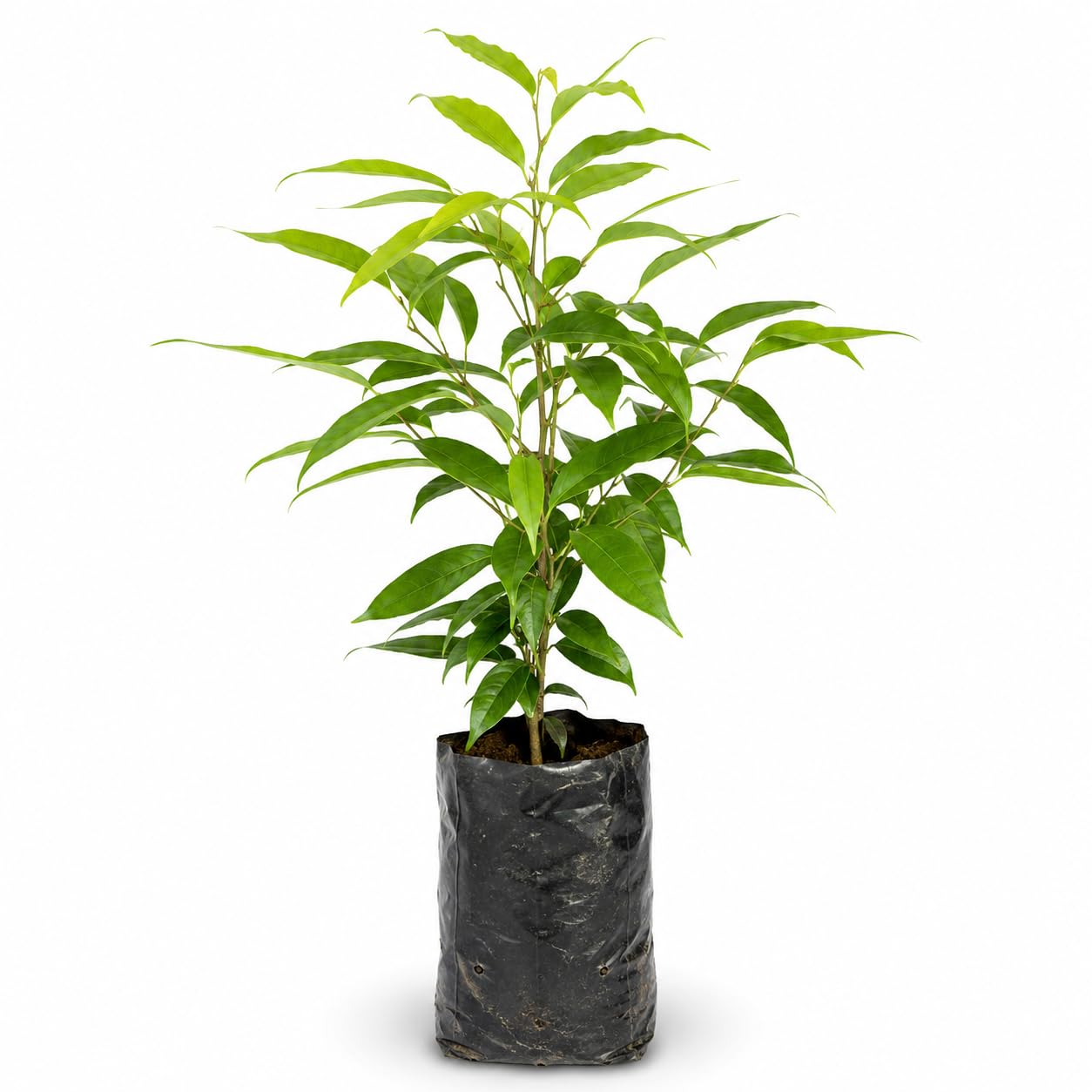 Original Agarwood (Aquilaria) Live Plant – Authentic Assam-Grown Oud Tree Sapling with Healthy Root Ball – Fragrant Ornamental Tree for Home & Garden – Pack of 1-picture-26