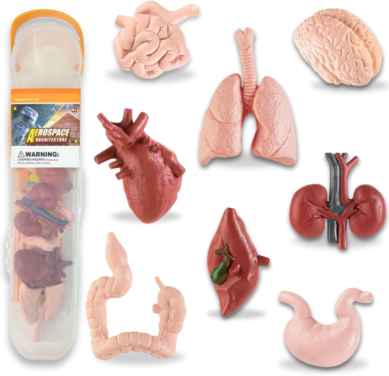 Liberty Imports 8 PCS Human Organs Toy Body Parts Figurines - 3D Mini Anatomy Model Realistic Teaching Prop - Brain, Heart, Lung, Liver, Stomach, Intestines, Kidney for Kids