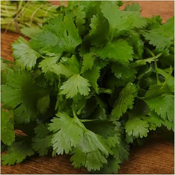 500 Cilantro Coriander Seeds for Planting Coriandrum sativum - Heirloom - Premium Non-GMO, Open Pollinated, US Grown Seed, Always Fresh!
