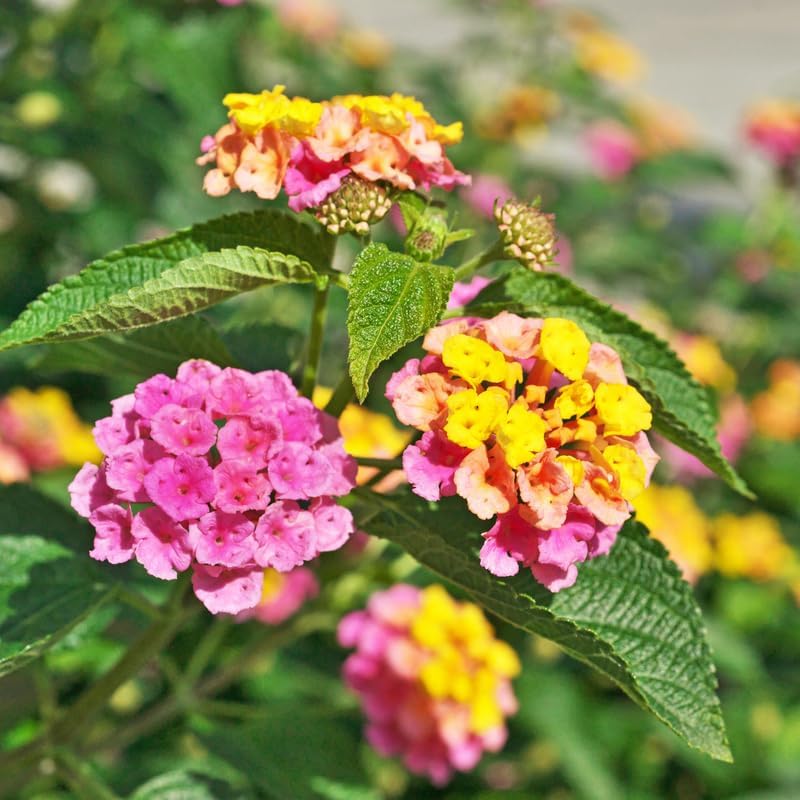 2 plantas Lantana amarillas y rosas, plantas de Lantana vivas, plantas vivas Lantana para plantar al aire libre, plantas vivas Lantana en maceta de disponible en Yaxa Colombia