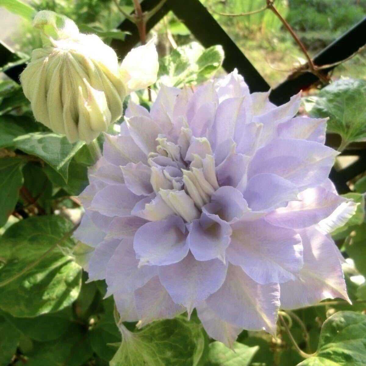 処分 80㎝耐寒バナナ◇ドワーフナムワ バナナ苗◇低木、高糖度 関東で