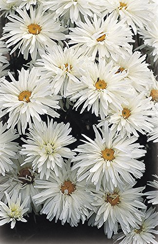 PREMIER SEEDS DIRECT - Perennial Flower - LEUCANTHEMUM Crazy Daisy Seeds (2,500 Seeds)