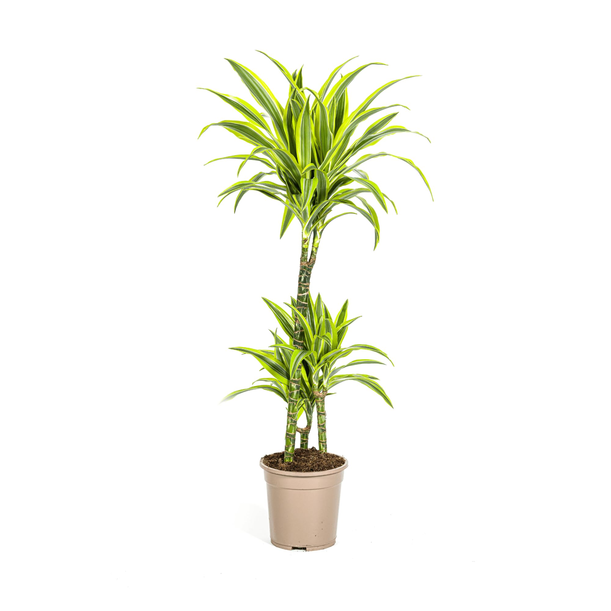 Drachenbaum Dracaena Deremensis Lemon Lime – Zimmerpflanze – Ø21cm – 90-110cm hoch – Schlanke grüne Blätter mit hellgrünem Rand