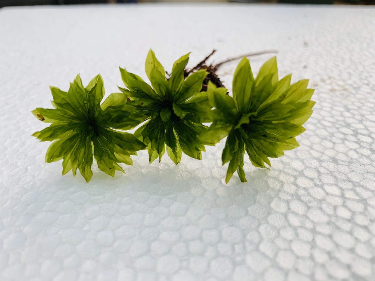 Amazon Co Jp ワンコインシリーズ オオカサゴケ 3本 テラリウム アクアリウム 管理説明書付き 12 10 3本ワンコインパック ペット用品