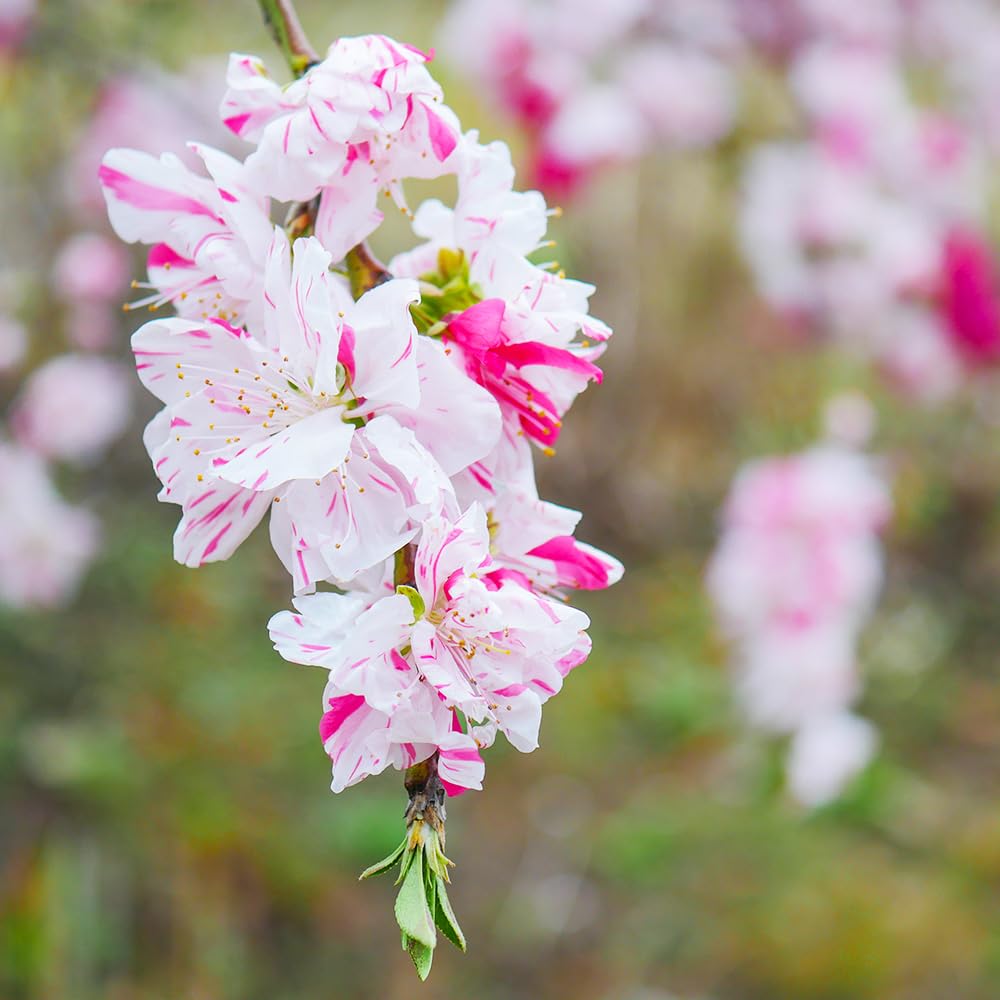 Amazon.co.jp: ITANSE 花桃 咲き分しだれ源平 4.5号 1個売り