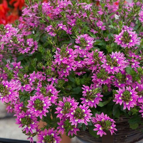 100pcs Pink Scaevola Flower Seeds