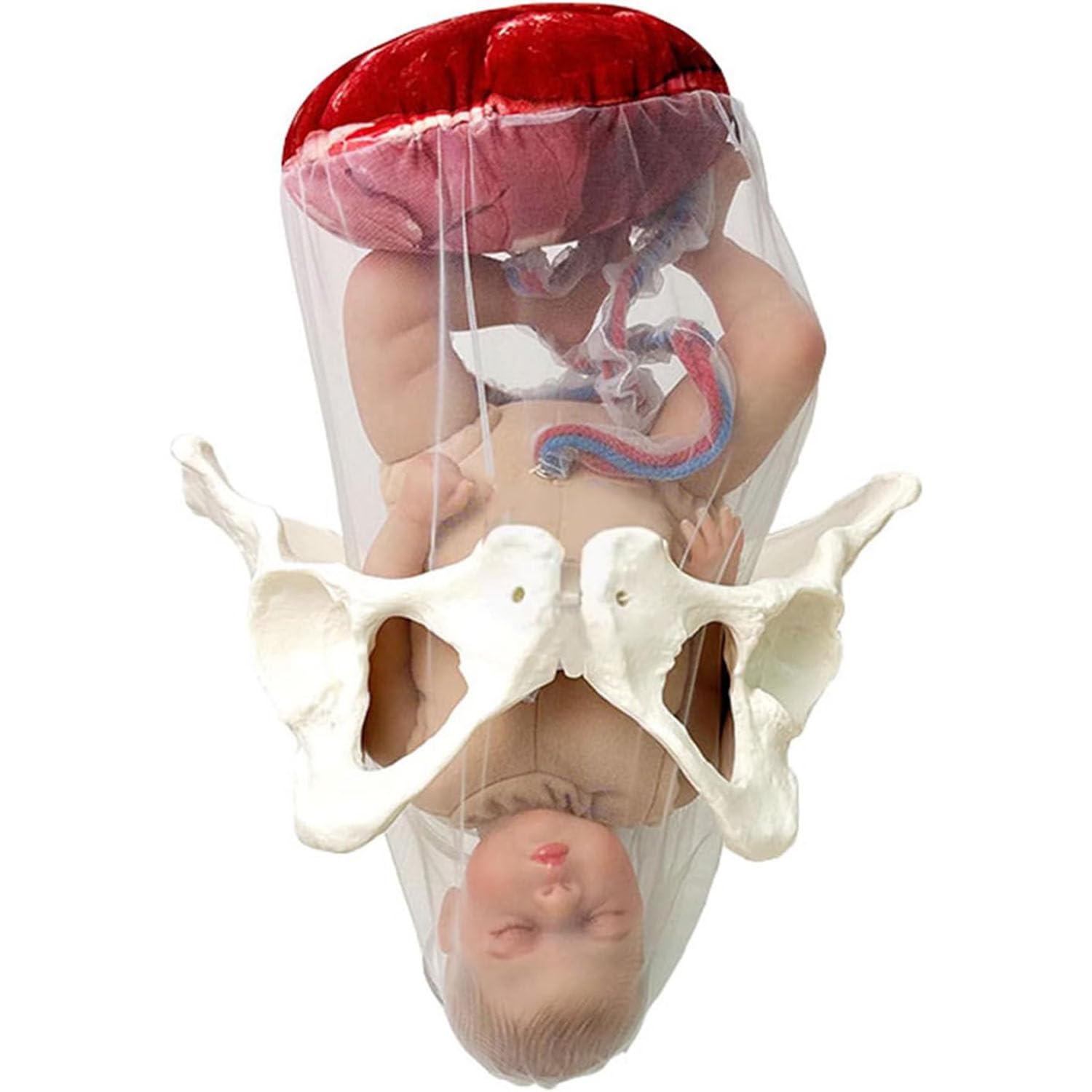 Weibliches Geburtshilfe- Becken Puppe Modell Hebammen Ausbildungs- Modell,Geburts- Modell,Hüftmodell Fetal mit Puppe/Nabelschnur/Amnion/Plazenta/Becken
