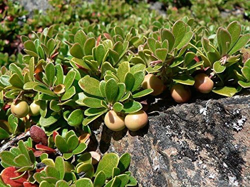 Miniatura 4 de 20 Gayuba Arctostaphylos Uva-Ursi Kinnikinnick Pinemat Manzanita Semillas de Flor