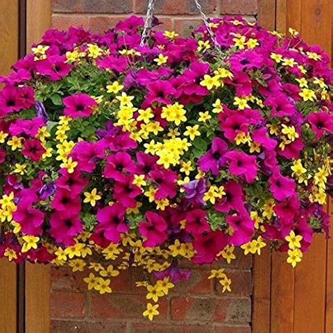ULTREY 200 Pcs Mixed Colour Petunia Seeds Cover