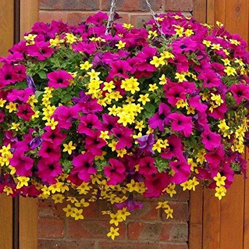 ULTREY Seed - 200 Pcs Hanging Petunia Flower Seeds Mixed Colors Flower Perennial Bonsai Petunia Seeds Perennial Hardy Shine Your Garden
